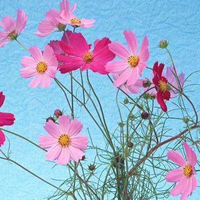 ROR体育官网登录入口app下载